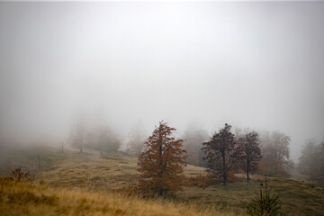 Obraz na płótnie Canvas Foggy trees in autumn mountains