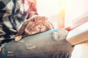 A gray cute lop-eared rabbit sits on the lap of a woman who is reading a book. Close-up of the animal's face. The concept of reading and relaxing with Pets