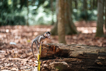 A small young macaque monkey climbs up a fallen tree trunk. Side view. Monkey forest, Bali, Indonesia