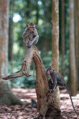 Portrait of two small macaque monkeys are playing on a tree trunk. Monkey forest, Bali, Indonesia