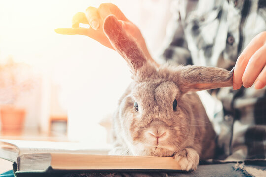 A funny lop-eared rabbit sits on a woman's lap, looking at an open book. The ears are raised in different directions. Close-up of the animal's face. Concept of reading and relaxing with pets
