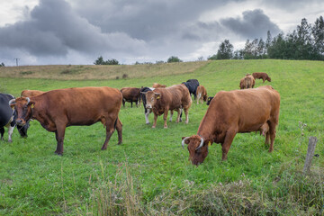 Fototapeta na wymiar Cows 