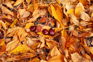 large horizontal photo. autumn day. Golden autumn. several chestnut fruits and a thorny shell in the middle of dry leaves. dry orange chestnut leaves on the ground. fallen leaves.