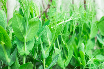 Closeup view of fresh pea sprouts as green background with copyspace - growing natural organic products at home. Healthy food and micro greens concept