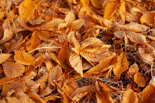 large horizontal photo. autumn day. Golden autumn. dry orange chestnut leaves on the ground. fallen leaves.