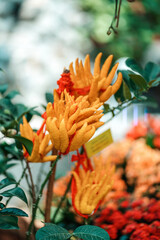 Tropical plants in the arboretum. Leaves and wild red-orange flowers