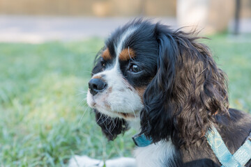 Portrait of Cavallierking