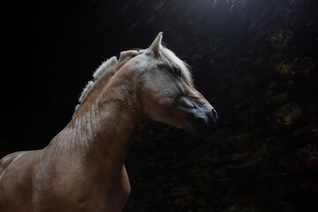 Head of a chestnut Norwegian fjord horse on dark background. Portrait close up.