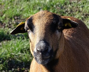 Portrait eines Kamerun Schafes