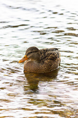 Wild ducks - Mallard duck swim in the reservoir in autumn.