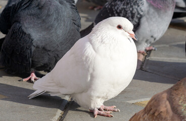 White adult Dove. seen Detail of the birds head and feathers are clearly evident.