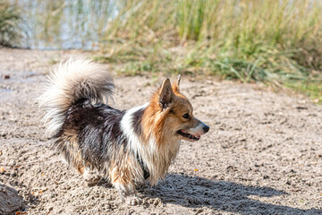 Fototapeta na wymiar Welsh Corgi dog walks on the sandy beach by the lake