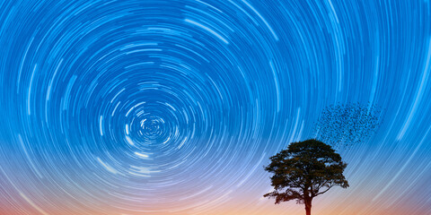 Star trails of lone dead tree with amazing sunrise