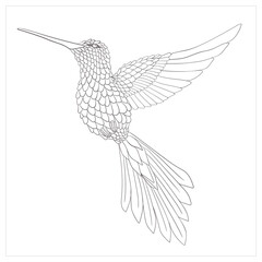 Handdrawn hummingbird illustration vector isolated in white background