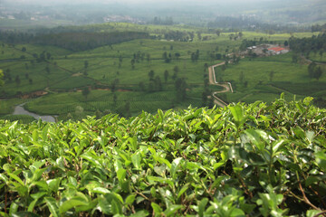 Fototapeta na wymiar Tea plantations at Pangalengan West Java Indonesia