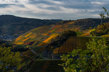 Naklejka premium Hiking in the Ahr valley on a sunny autumn day on the red wine trail