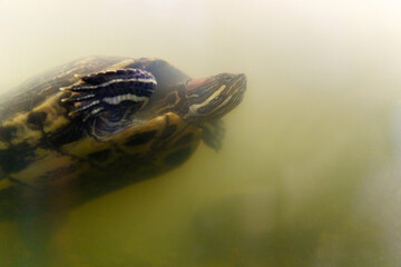 Red eared creeper turtle Trachemys scripta elegans. selective focus