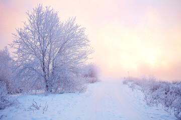 A foggy frosty winter morning. Snow-covered trees in the pink dawn. Christmas landscape
