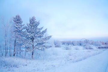 Beautiful winter landscape. Frosty morning, trees covered with snow and frost.