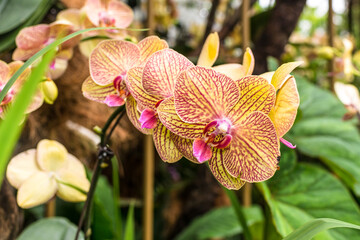 Scenic orchids from National Orchid Garden of Singapore with focus on central flowers © Val Traveller