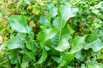Obraz premium Horseradish bush close up. Green leaves horseradish background. selective focus