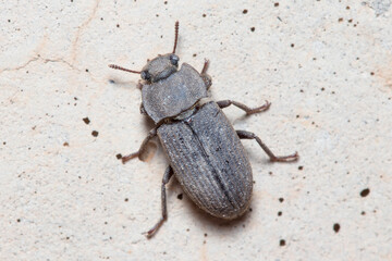 Scleron armatum beetle climbing a wall on a sunny day