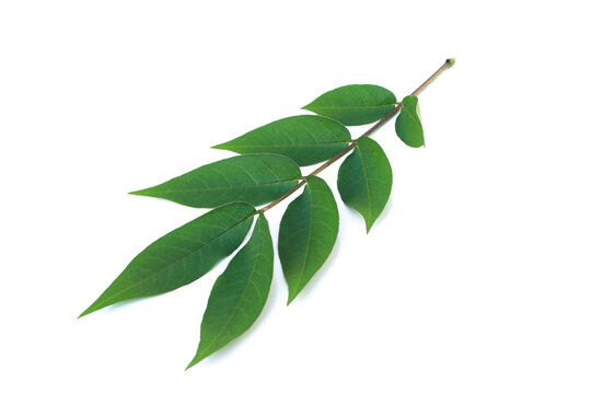 Senna occidentalis(Coffea senna, Coffeeweed)leaf on white background.
