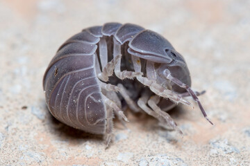 Roly poly bug, Armadillidium vulgare, trying to get on his feet again