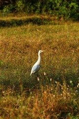 A Heron in a rice field. State Of Goa. India. November 2020