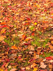 autumn leaves background