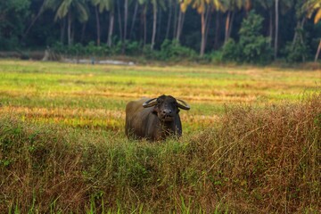 Bulls and herons in a rice field. Maharashtra state. India. November 2020