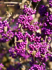 (Callicarpa giraldii) Chinesische Schönfrucht im Herbst. Strauch mit kahlen Zweigen verziert mit kleinen lila Perlen