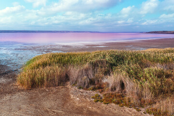Pink Salt lake with grassy shore and cloudy sky. Nature landscape