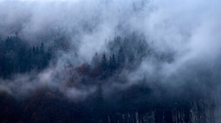 Misty landscape with fir forest