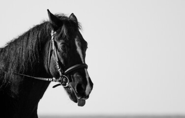 horse © Anya Photography