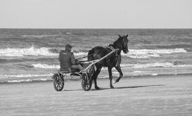 horse © Anya Photography