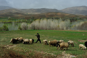 Sheep grazing in countryside in Zagros Mountain, Iran. - obrazy, fototapety, plakaty