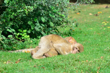 Fototapeta na wymiar Monkeys hugging in a nature reserve