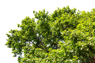 Platane sur fond blanc 