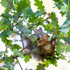 The squirrel crows acorns on its cheek