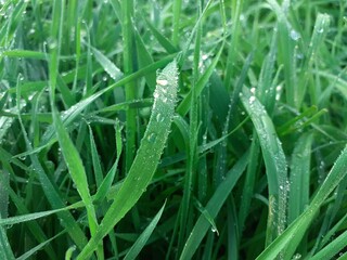 dew on grass