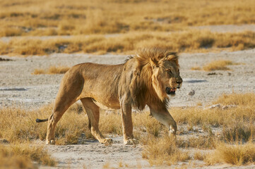 Male lion (Panthera leo).