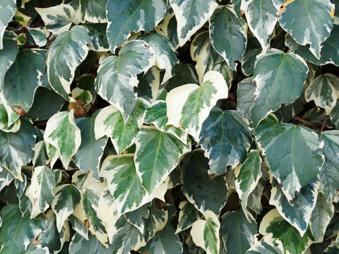 Hedera algeriensis - Algerian ivy or Canary Island ivy, decorative climber plant with variegated leaves, shades of dark and pale green, silvery grey and creamy white margins