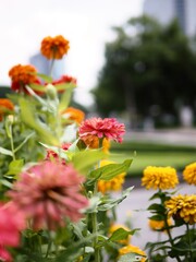 Colorful flowers blooming in the garden