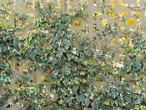 Hedera algeriensis or Algerian or Canary Island ivy, ornamental climber plant, variegated cultivar with alternate leaves on reddish stems grown on a wall