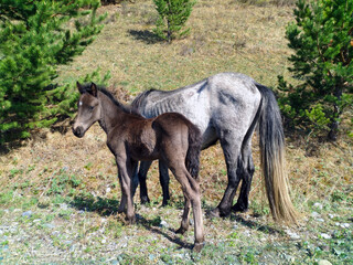 A gray foal and a thin horse graze among the pines on a sunny day