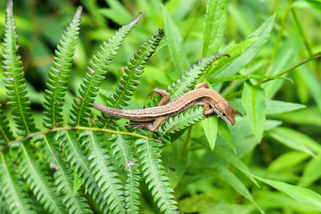 A Japanese grass lizard lingering in the grass