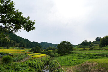 Fototapeta na wymiar A view of an agricultural village in Nara, Japan, taken in autumn