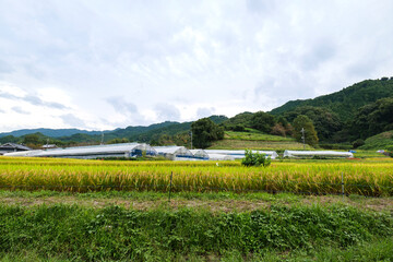 Fototapeta premium A view of an agricultural village in Nara, Japan, taken in autumn