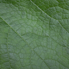 close up of green leaf texture